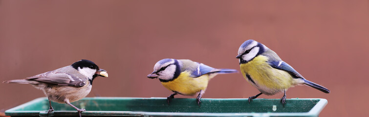 Three small birds, two blue tits and one Coal tit sit on the feeder, two of them hold their prey in their beaks.... © chermit