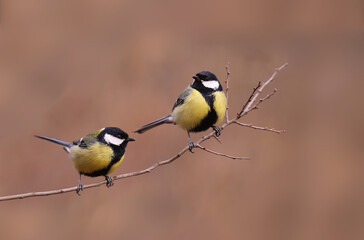 Two big tits sit side by side on a thin branch..