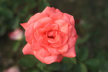 Rose Orange Color Flower