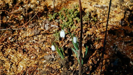 Galanthus nivalis or common snowdrops in early spring forest, Tender first small white flowers...