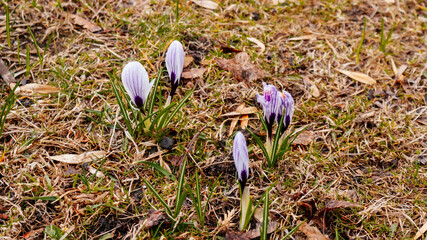 Blooming crocus vernus or croci with white petals with lilac stripes and orange stigma and anthers,...