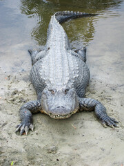 alligator in the swamp