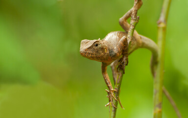 Indian gecko on a tree trunk , Bishnupur, India