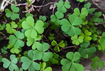 Fresh green three leaf clover plants in a flower pot