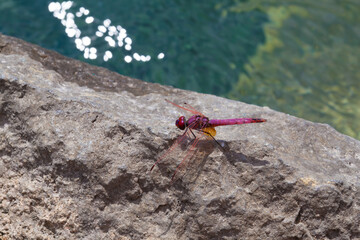 Red Dragonfly close up near lake