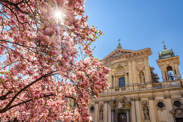 Milano, primavera in Piazza Tommaseo, magnolia