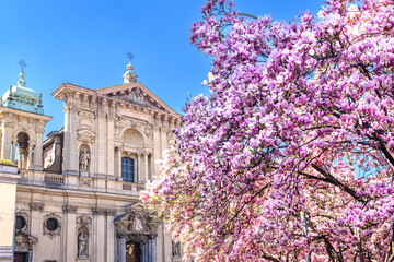 Milano, primavera in Piazza Tommaseo, magnolia
