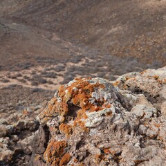Porosty skalne, wulkan Fuerteventura © neskama