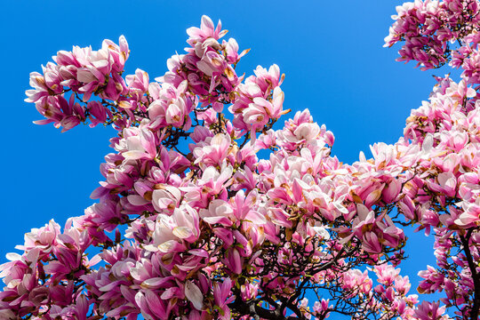 Milano, primavera in Piazza Tommaseo, magnolia