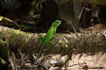 close up green lizard sits on a liana in the jungle on the black background
