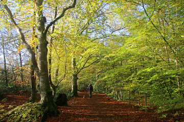 Decoy country park, Devon, in Autumn	