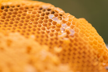 Macro image of honeycomb, Bees produce fresh healthy honey beekeeping concept or use the bees hive...