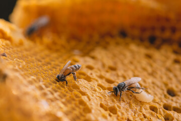 Macro image of bee on a honeycomb, Bees produce fresh healthy honey beekeeping concept or use the bees hive building to compare human teamwork or patience to work, Selective focus