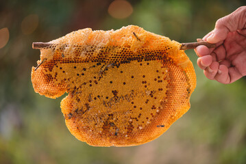 Macro image of honeycomb, Bees produce fresh healthy honey beekeeping concept or use the bees hive building to compare human teamwork or patience to work, Selective focus.
