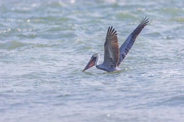 Pelican flapping it's wings in the ocean