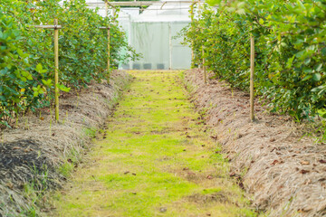 Passion fruit garden background. Bright and comfortable.