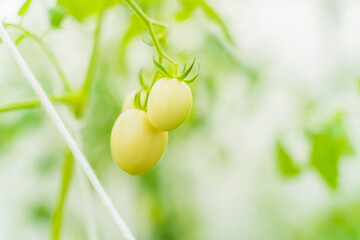 Tomato garden background bright and easy on the eyes