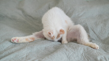 White fluffy cat licks lying on the bed. 