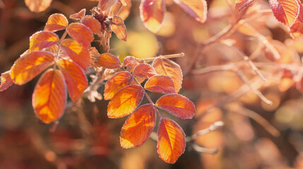 autumn leaves and rose hips in frost crystals on  sunny morning