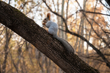 Squirrel eating from a feeder on the branch of the tree in autumn forest