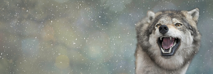 Wolf portrait on a blurred spots background with copy space.