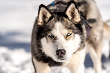 muzzle of a husky dog close-up