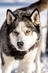 muzzle of a husky dog close-up