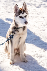 muzzle of a husky dog close-up