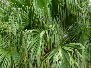 Tropical palm trees found in Puerto Rico
