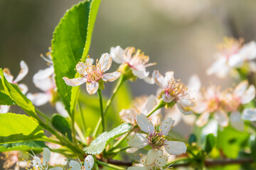 White blossoming apple trees. White apple tree flowers