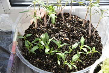 Seedlings in spring in pots on the windowsill