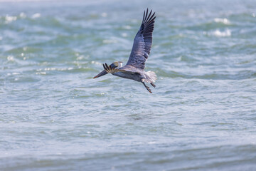 Pelican flying over the ocean