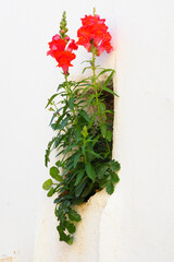 Fototapeta na wymiar As you walk through the streets of Pyrgos, a superb white village of marble craftsmen on the island of Tinos, in the heart of the Aegean Sea, you will see many small windows adorned with hollyhocks