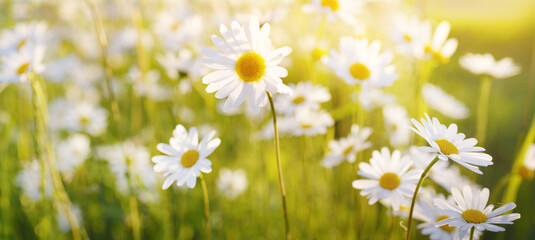 Wildflowers close-up. View of the blooming chamomile field. Floral pattern. Soft sunlight. golden...
