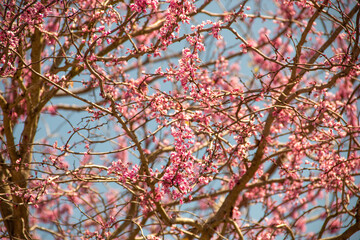 Texas Redbud close up of the flowers blooming in the beginning of Spring