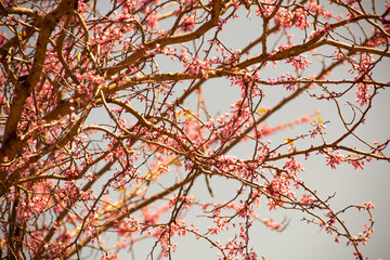 Texas Redbud close up of the flowers blooming in the beginning of Spring