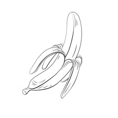 Banana fruit sketch. Linear icon isolated on white background.