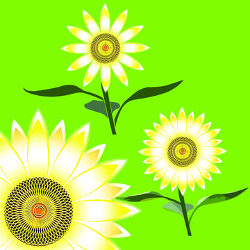 Variants of sunflower flowers with stem and leaves on a green background with 3D effect, icons, vector