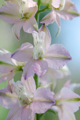 Obraz premium Pink rocket larkspur set against a blue background.