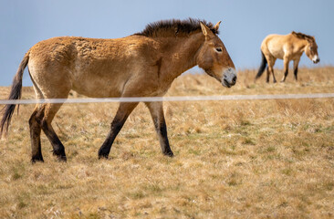 2 horse of Przewalski (wild Dzungarian, mongolian horse) in pasture in fence.