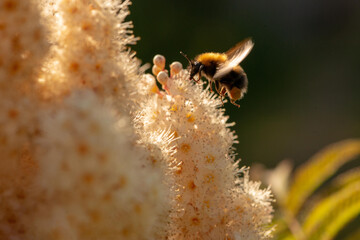 close up of a bumblebee