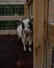 goat in the zoo close up