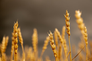 Obraz premium Ears of wheat against a stormy sky