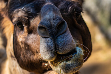 close up of a camel