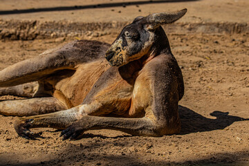 kangaroo lies in the sand