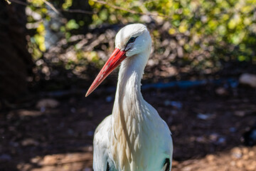 white stork ciconia close up