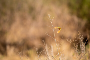 Little bee-eater flying away from his branch.
