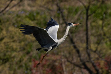 ゆっくりと飛び上がるアオサギ