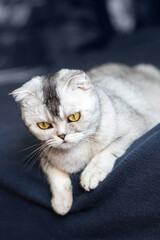 Gray cat with yellow eyes looks at the floor, Scottish Fold domestic