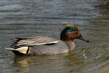 すいすいと泳ぎ進むコガモの雄